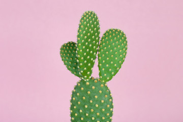 Green cactus with yellow polka dot pattern on pastel pink background