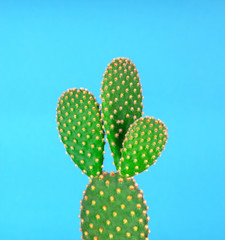 Green cactus with yellow polka dot pattern on bright blue background