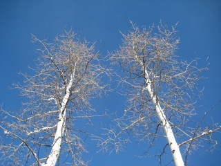 Two trees in winter