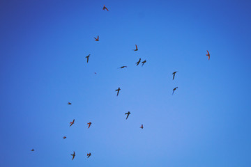 flock of birds flying in blue sky