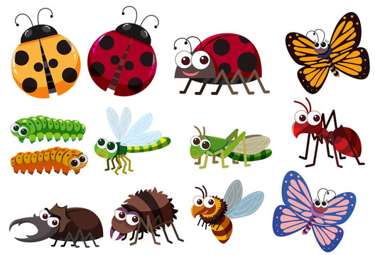 A set of insect