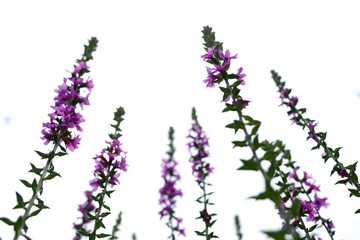 salvia flower in tropical