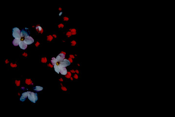 abstract flowering bursting through the dark background