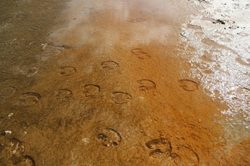 prints on a mud