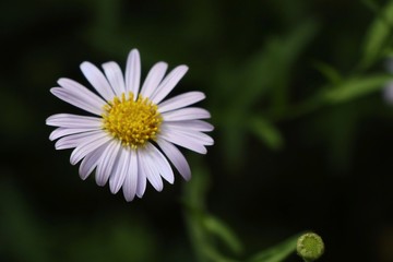 Fototapeta premium Diasy flower in tropical
