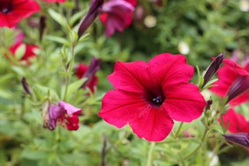 Petunia flowers in tropical