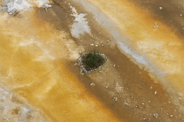 Obraz premium algae underwater