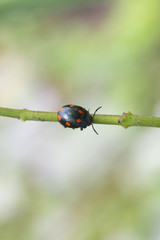 Catarina Negra sobre rama