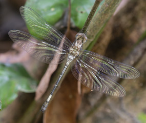 Libélula  alas abiertas 