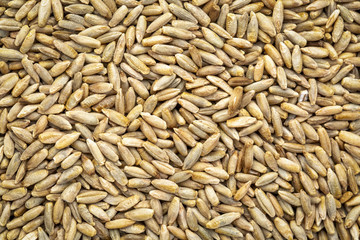 organic rye berries background