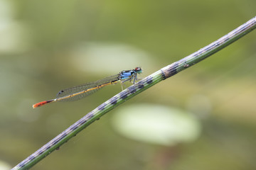 Caballete sobre tronco rama