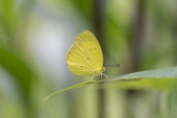 Mariposas sobre rama y flor