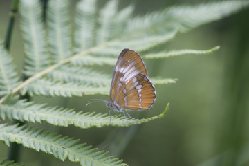 Mariposas sobre rama y flor