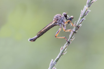 Mosca ladrona comiendo un insecto