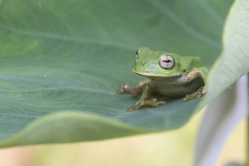 Rana verde sobre hoja palazo