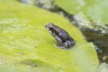 Sapo sobre charco