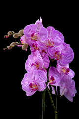 orchid on Black background