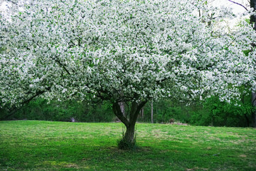 Fototapeta na wymiar fully bloomed dogwood tree