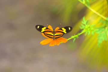 Butterfly in flower yellow - Borboleta na flor amarela