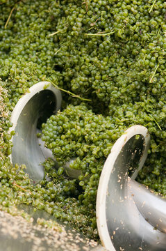 Sauvignon Blanc wine grapes in the crusher distemper during harvest in California