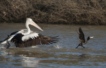 Pelican chasing a cormorant on Cooper creek, South Australia.