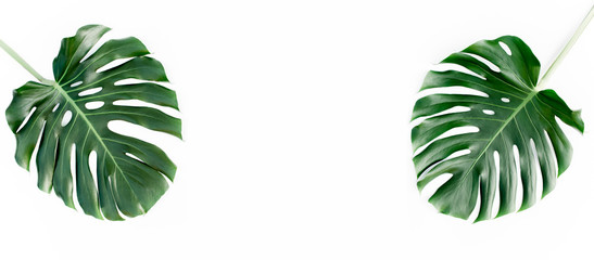 Fototapeta premium Tropical palm leaves Monstera with more space for text isolated on white background. Flat lay, top view