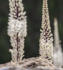 Planta blanca plano cerrado
