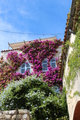 Fototapeta na wymiar Beautiful flowers climbing buildings in Eze, France