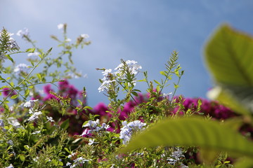Large group of flowers with out of focus close up of leaves