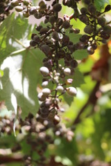 Close up of grapes in Eze, France