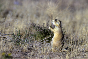 Naklejka na ściany i meble White-tailed Prairie Dog is a rare species that lives only in desert grasslands and shrub grasslands of Colorado, Montana, Utah and Wyoming.