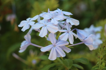 Light blue jasmine flowers