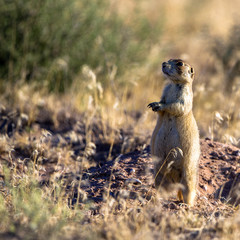 White-tailed Prairie Dog is a rare species that lives only in desert grasslands and shrub grasslands of Colorado, Montana, Utah and Wyoming.