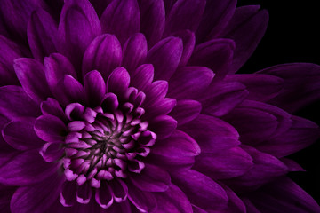closeup of pink mum purple high contrast