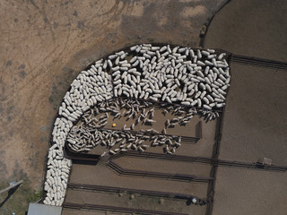 Naklejka premium Sheep heading for the shearing shed in outback New South Wales, Australia.
