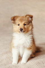 Shetland sheepdog. Fluffy sitting sheltie dog puppy