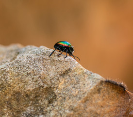 insect