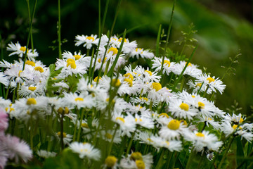 White daisy on green field. Daisy flower - wild chamomile. White daisies in the garden. Bellis perennis. © Andrei