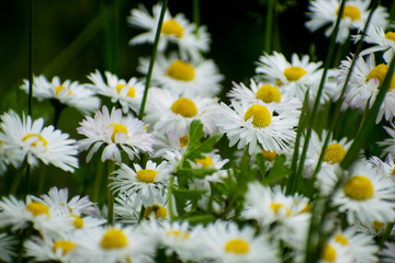 White daisy on green field. Daisy flower - wild chamomile. White daisies in the garden. Bellis perennis. © Andrei
