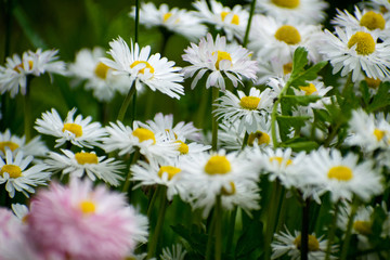 White daisy on green field. Daisy flower - wild chamomile. White daisies in the garden. Bellis perennis.