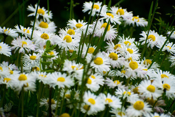 White daisy on green field. Daisy flower - wild chamomile. White daisies in the garden. Bellis perennis.