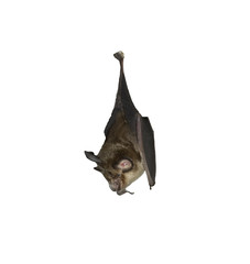Bat hanging upside down isolated on white background