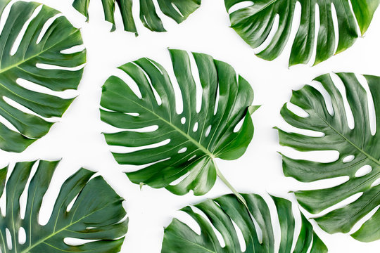 Texture, pattern tropical palm leaf Monstera isolated on white background. Flat lay, top view