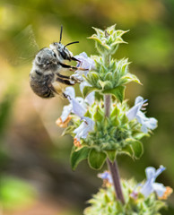 A Native Californa Bee