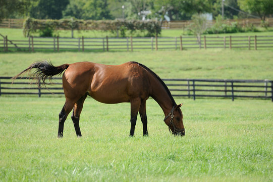 Thoroughbred Horse on a Kentucky Horse Farm