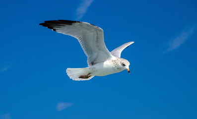 Into the blue