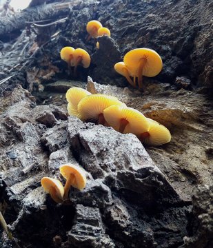 hongos del bosque