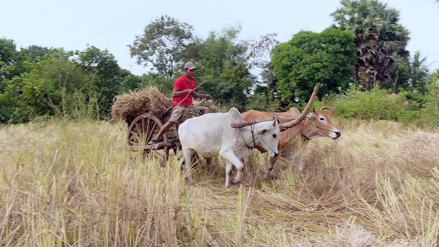 farmer riding an ox cart heavily loaded with rice straw in a hay field