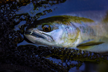 渓流の女王ヤマメ