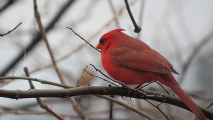 cardinal on a branch